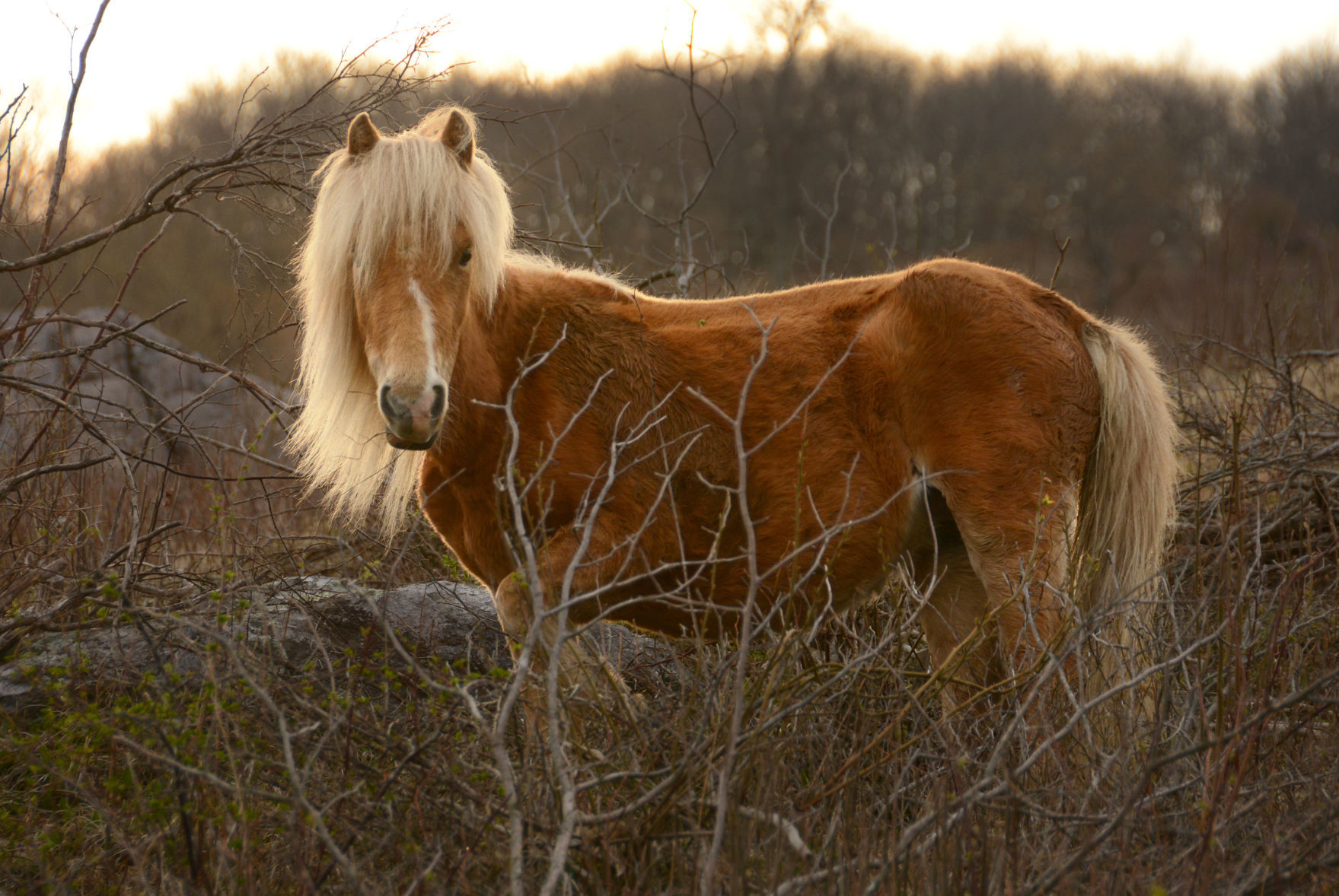 Mount Rogers National Recreation Area